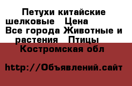 Петухи китайские шелковые › Цена ­ 1 000 - Все города Животные и растения » Птицы   . Костромская обл.